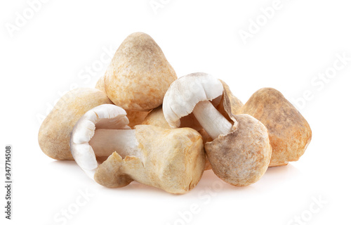 straw mushroom on white background photo