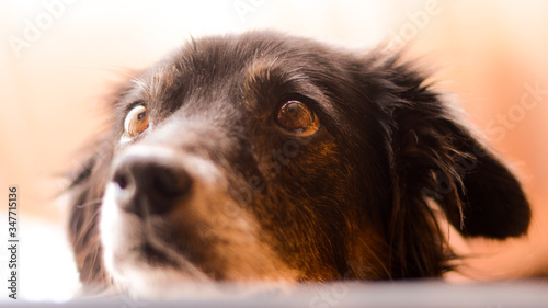 Black mutt pet dog cute indoors brown eyes warm old