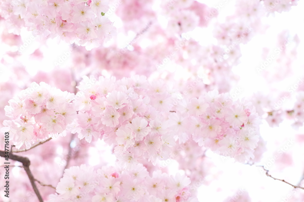 Zarte rosa Kirschblüten sakura cherryblossom  in Japan Kirschblüte Zierkirsche