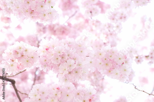 Zarte rosa Kirschbl  ten sakura cherryblossom  in Japan Kirschbl  te Zierkirsche