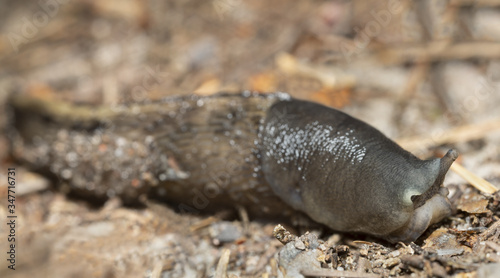 Keelback slug, Limax cinereoniger on ground, macro photo