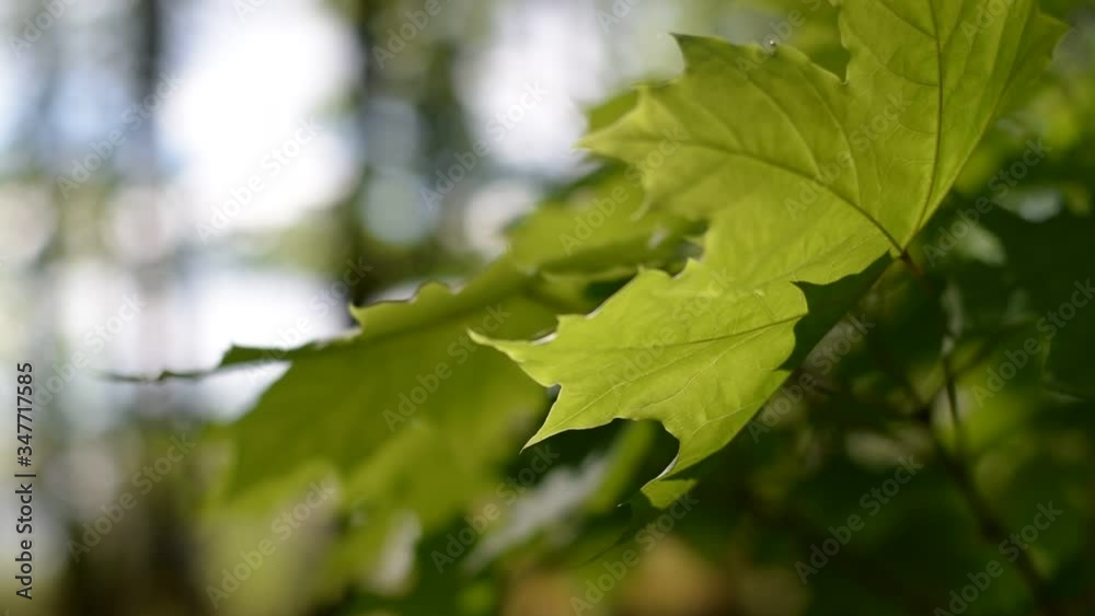 Forest ecology, save nature. Maple tree leaves. Forest ecology, save nature. Maple tree leaves.