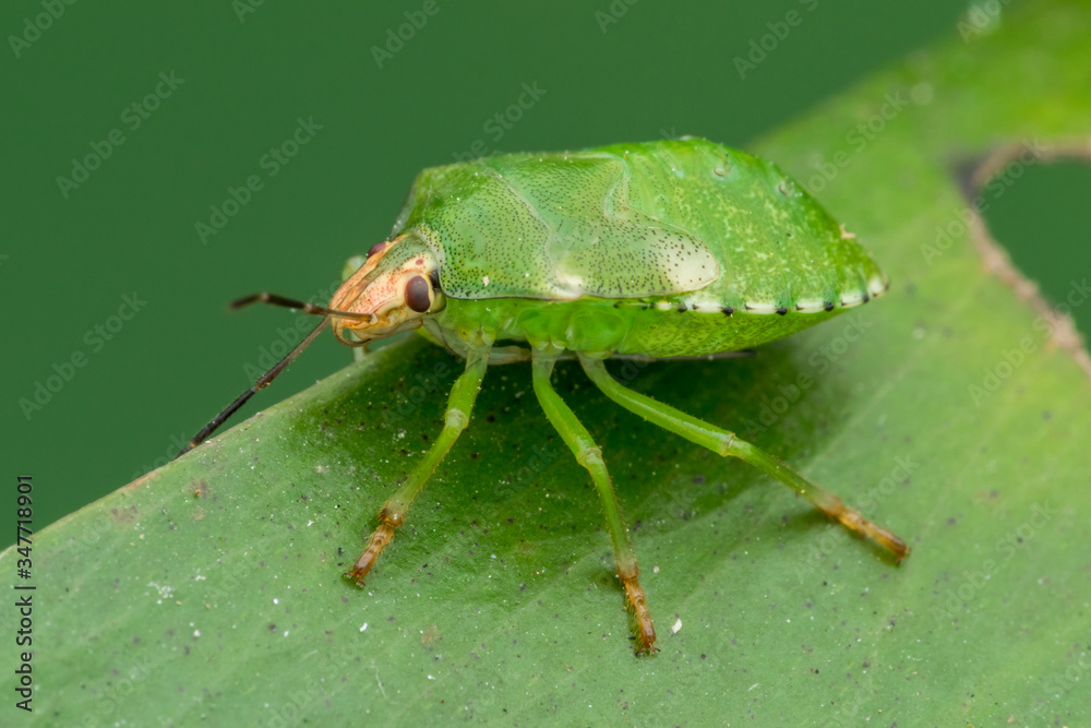 one beautiful insect - natural marco photography one beautiful insect - natural marco photography