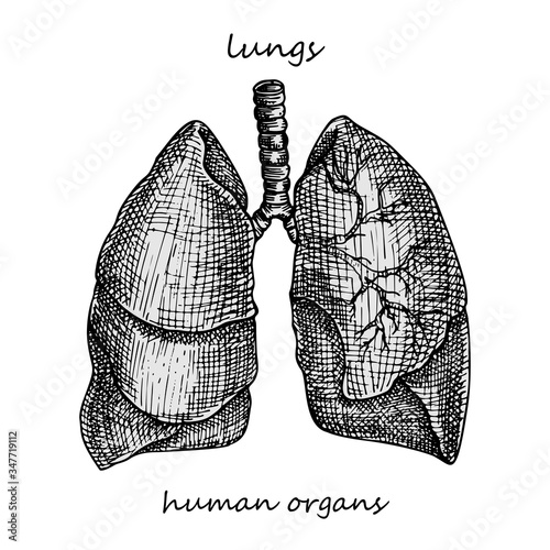 Lungs. Realistic hand-drawn icon of human internal organs. Engraving art Sketch style. Design concept for your medical projects post viral rehabilitation posters, tattoos.