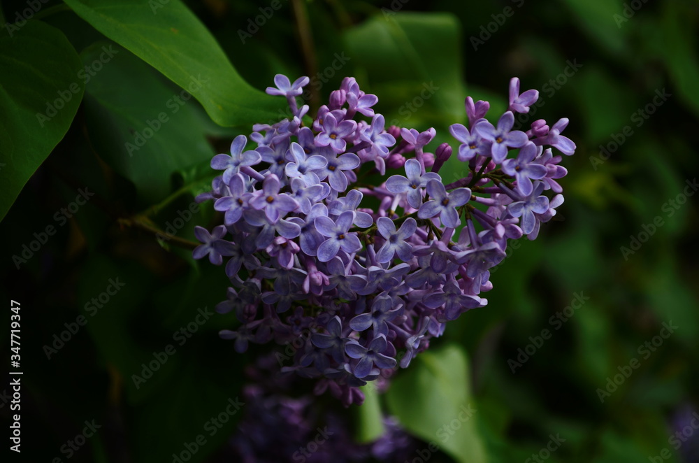 Branch with spring blossoms lilac flowers, blooming floral background. Branch with spring blossoms lilac flowers, blooming floral background.