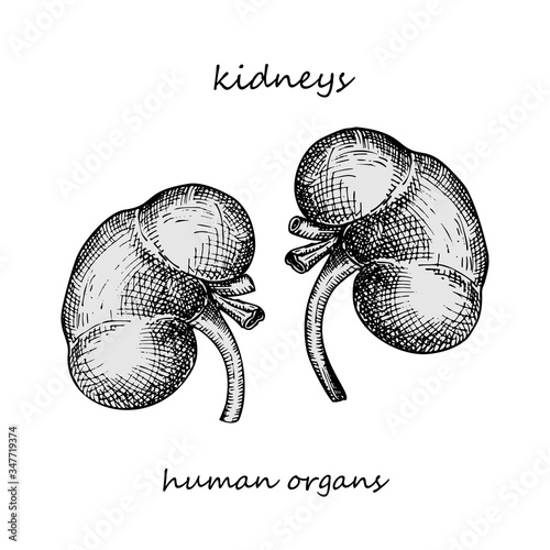 Kidney. Realistic hand-drawn icon of human internal organs. Engraving art. Sketch style. Design concept for your medical projects post viral rehabilitation posters, tattoos.