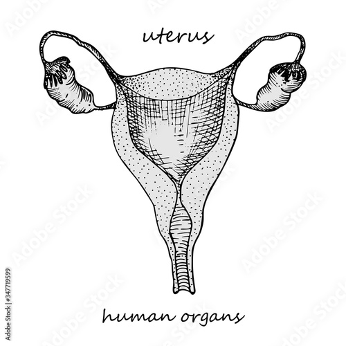 Uterus. Realistic hand-drawn icon of human internal organs. Engraving art. Sketch style. Design concept for your medical projects post viral rehabilitation posters, tattoos.