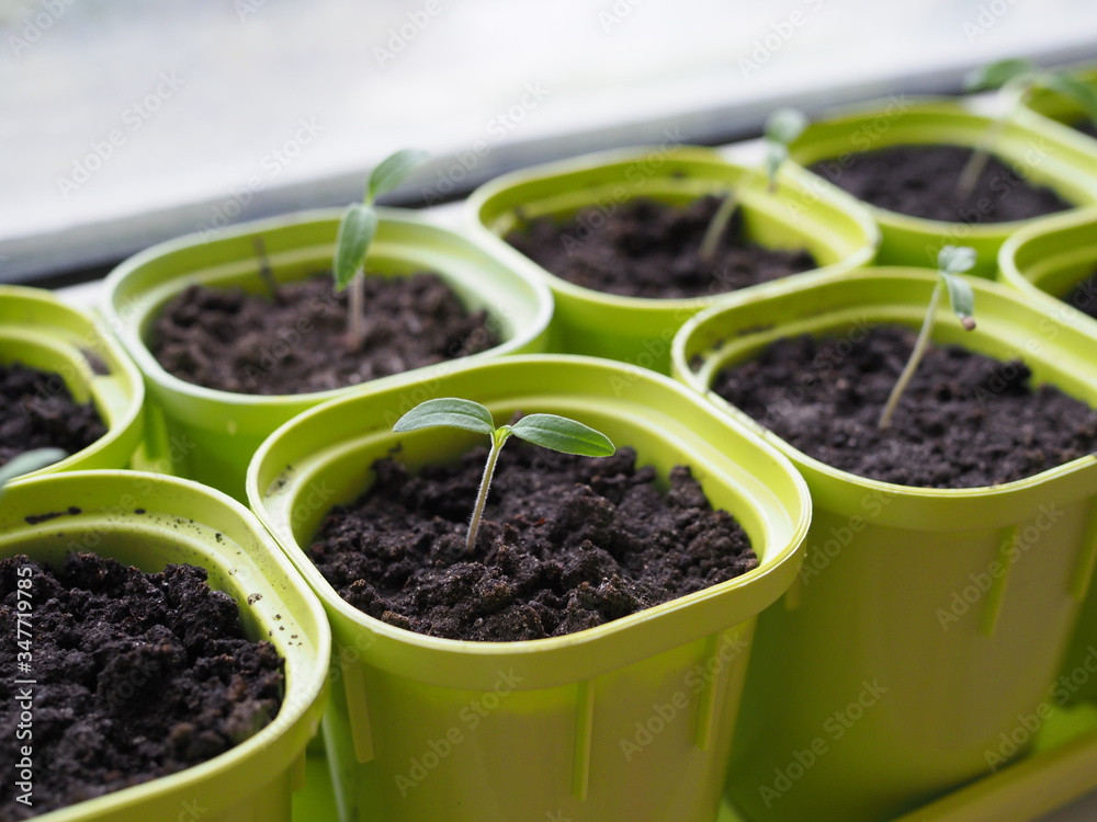 Very small sprouts from tomato seeds that sprouted in a pot on a windowsill. Shallow depth of field Very small sprouts from tomato seeds that sprouted in a pot on a windowsill. Shallow depth of field