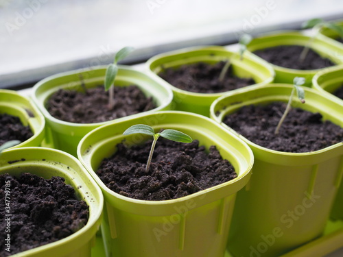 Very small sprouts from tomato seeds that sprouted in a pot on a windowsill. Shallow depth of field © Yulia