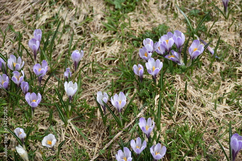 Krokus, Krokusse, Blue, Blumen, Blüte, Blütenmeer, Blumenwiese, Frühling, Frühblüher, Wiese, Almwiese, Felbertauern, Alm, Hochtal, Nationalpark, Hohe Tauern, Matreier Tauernhaus, Blütezeit, Frühjahr,  photo