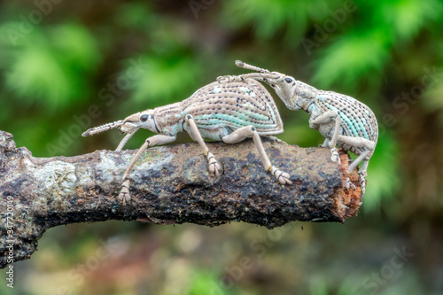Two Garden weevil (Phlyctinus callosus) mating - natural marco photography