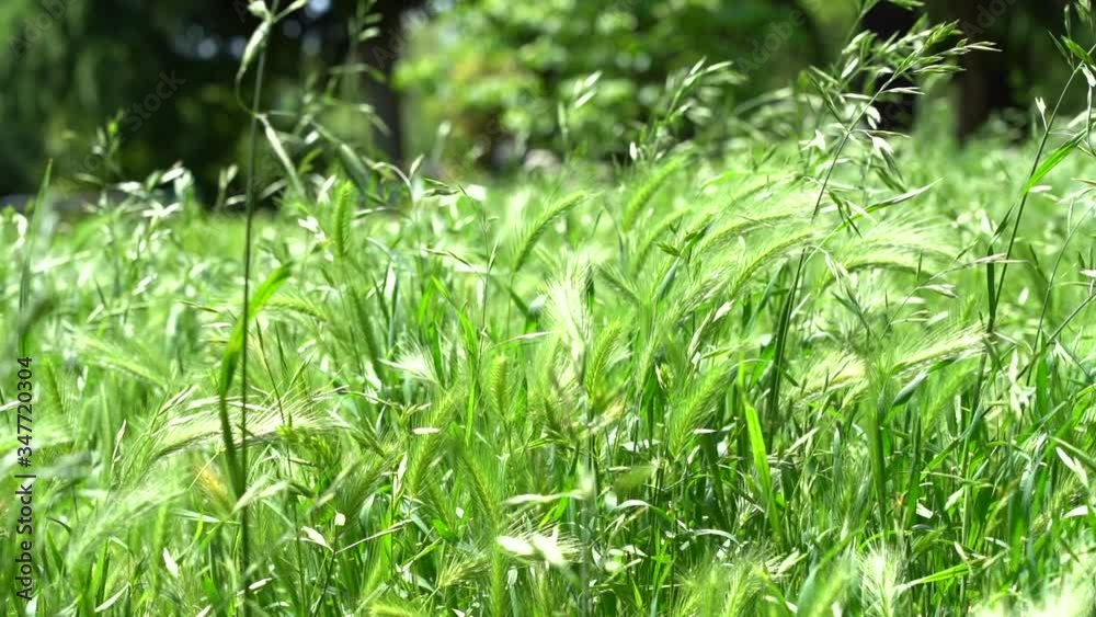 Grass swaying in the wind Grass swaying in the wind