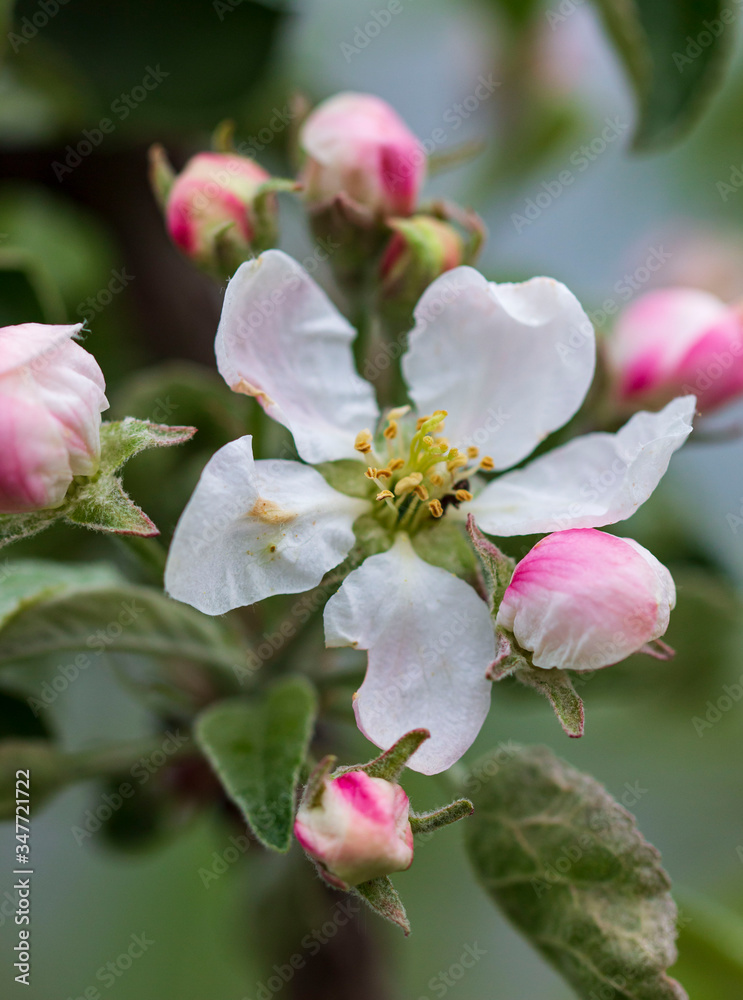 pink and white apple tree flowers on a branch pink and white apple tree flowers on a branch