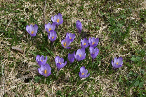 Krokus, Krokusse, Blue, Blumen, Blüte, Blütenmeer, Blumenwiese, Frühling, Frühblüher, Wiese, Almwiese, Felbertauern, Alm, Hochtal, Nationalpark, Hohe Tauern, Matreier Tauernhaus, Blütezeit, Frühjahr,  photo