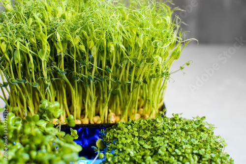 Fresh juicy green microgreens grow in trays. © Elena