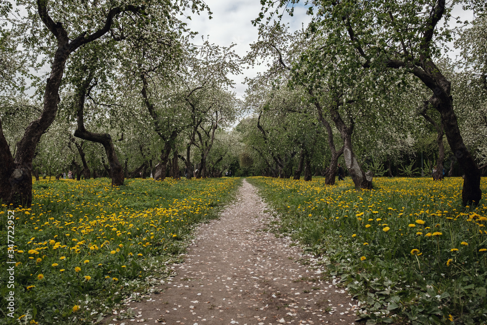 Naklejka premium flowering apple trees among a field of dandelions.
