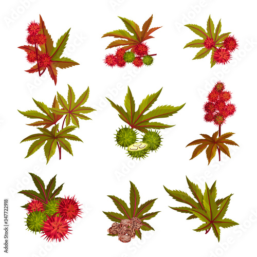 Ricinus or Castor Oil Plant with Green Palmate Leaves and Red Fruit Vector Set