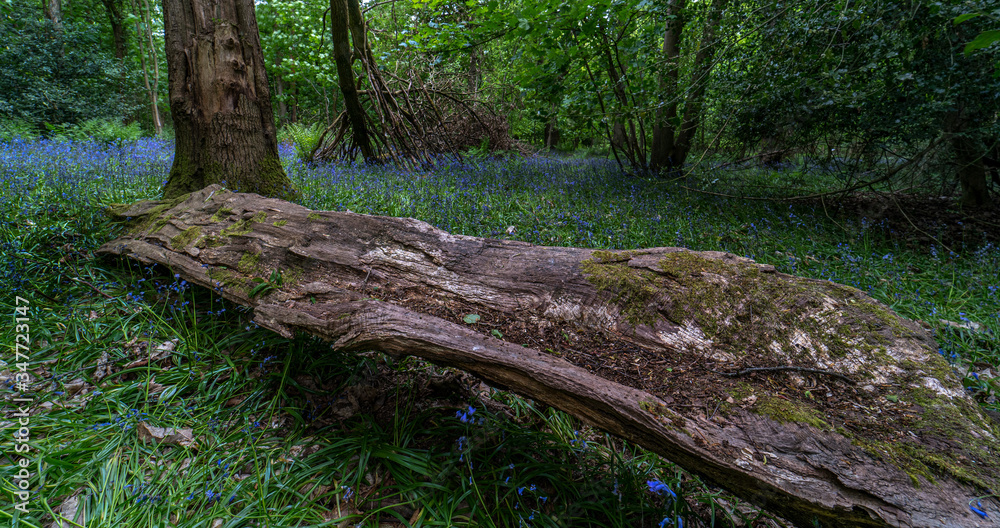 Obraz premium An old fallen oak tree in the woods in Worcestershire UK