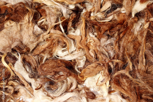 Freshly sheared camel wool flakes