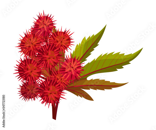 Ricinus or Castor Oil Plant with Green Palmate Leaves and Red Fruit Vector Illustration
