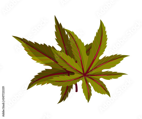 Castor Plant Green Fibrous Palmate Leaves Vector Illustration