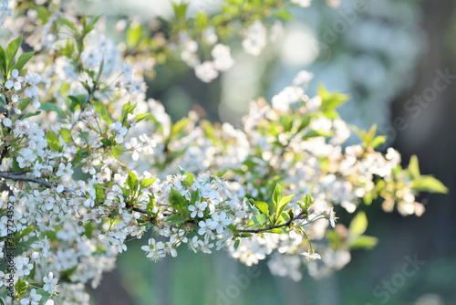 Spring blossom flowers of bird cherry tree