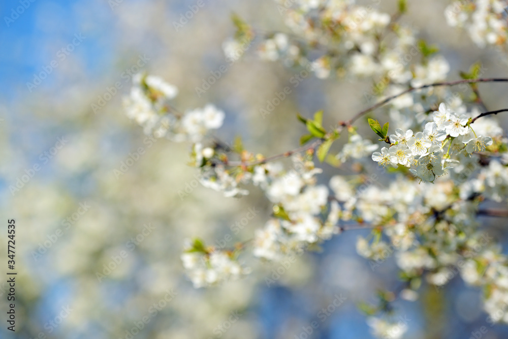 Blooming branch of apple tree