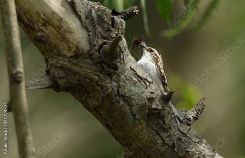 A beautiful Treecreeper, Certhia familiaris, perching on the side of a tree with a beak full of insects which it is going to feed to its babies in a nest nearby. © Sandra Standbridge