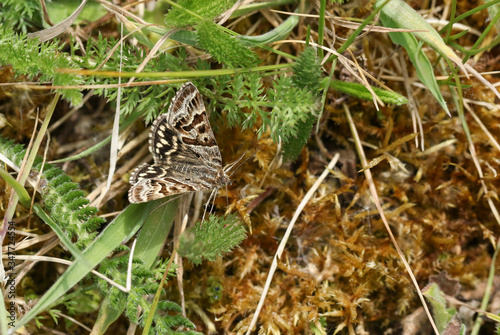 A beautiful Mother Shipton Moth, Callistege mi, perching on a plant close to the ground. photo