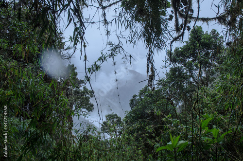Spend a few days in the largest rainforest in the world. Find out that there are some plants that hide pure water and many other secrets inside them.
