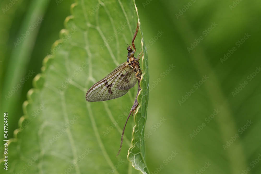 A beautiful Mayfly, Ephemera vulgata, perching on a leaf growing at the edge of a river in spring in the UK. A beautiful Mayfly, Ephemera vulgata, perching on a leaf growing at the edge of a river in spring in the UK.