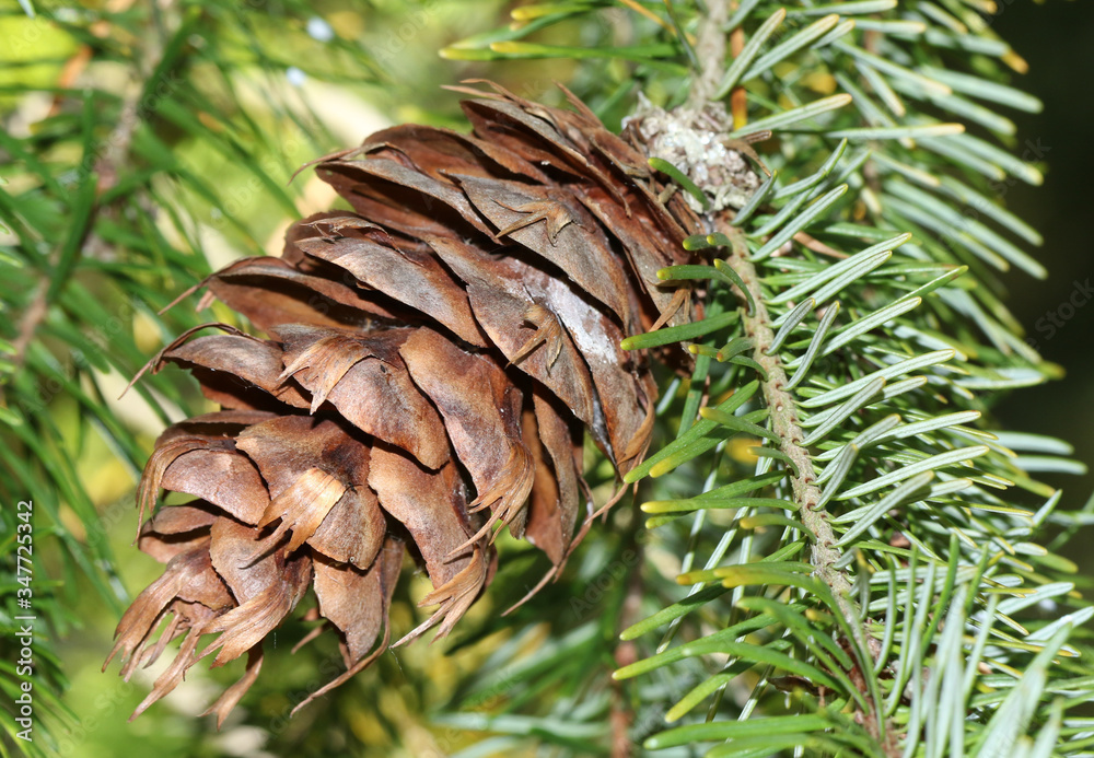 A cone of a Douglas-Fir tree, Pseudotsuga menziesii, growing in woodland in the UK. A cone of a Douglas-Fir tree, Pseudotsuga menziesii, growing in woodland in the UK.