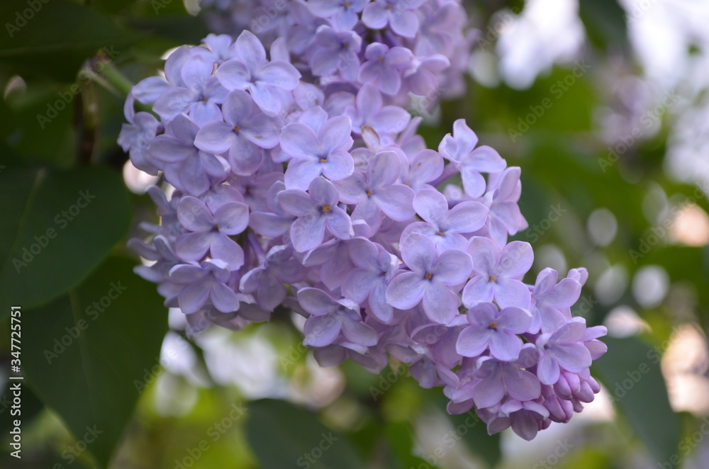 Branch with spring blossoms lilac flowers, blooming floral background. Branch with spring blossoms lilac flowers, blooming floral background.