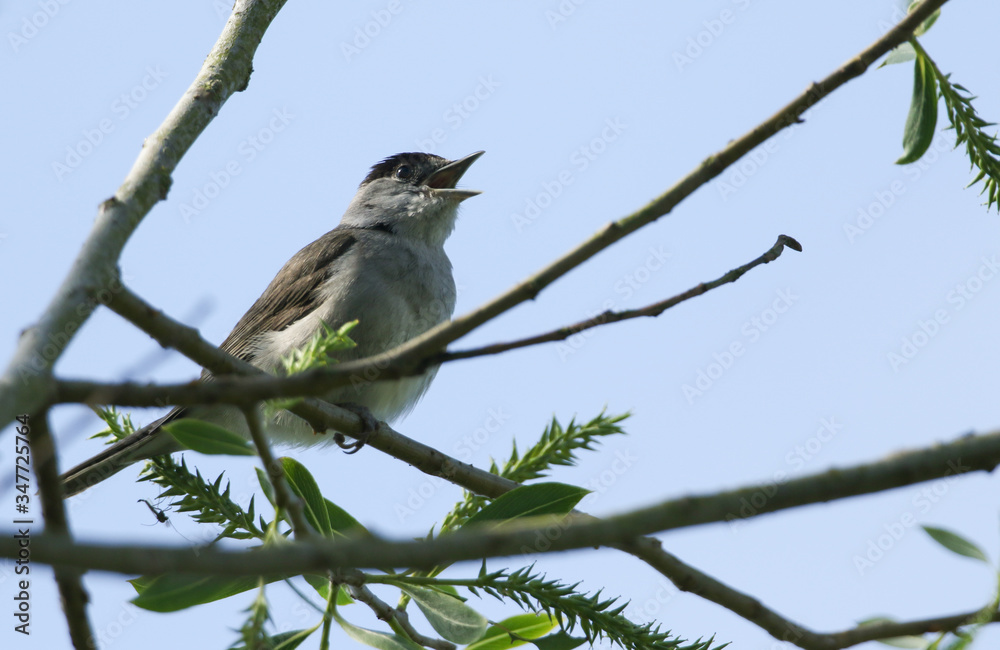 A singing male Blackcap, Sylvia atricapilla, perching on a branch of a Willow tree in spring. A singing male Blackcap, Sylvia atricapilla, perching on a branch of a Willow tree in spring.