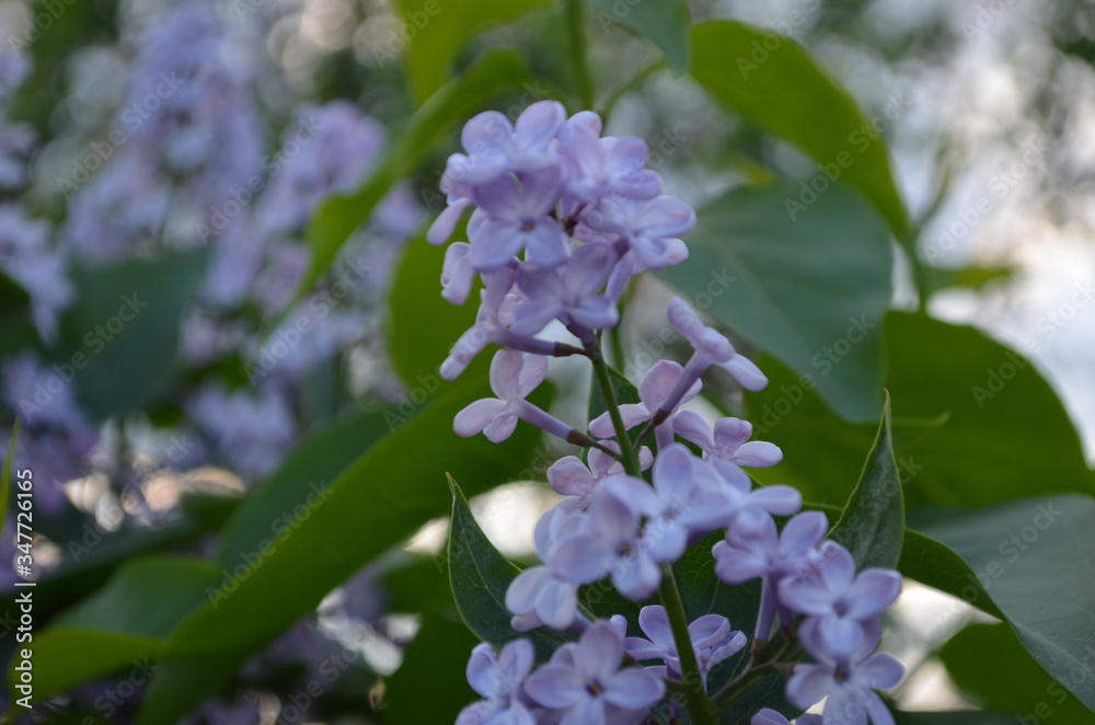 Branch with spring blossoms lilac flowers, blooming floral background. Branch with spring blossoms lilac flowers, blooming floral background.