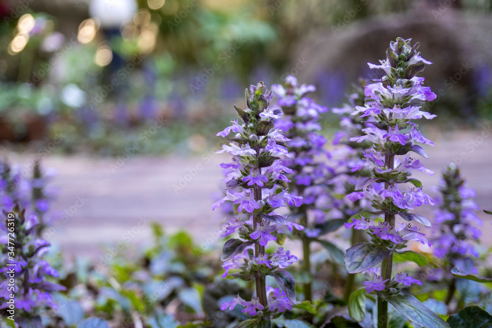 Obraz premium 庭のアジュガ／Ajuga