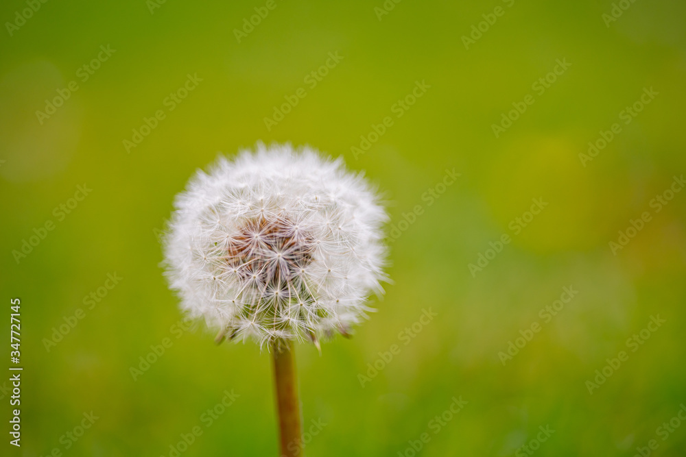 dandelion close up