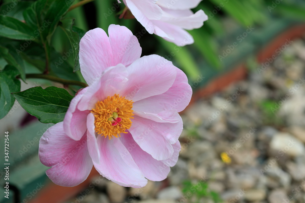 Fototapeta premium 아름다운 모란꽃