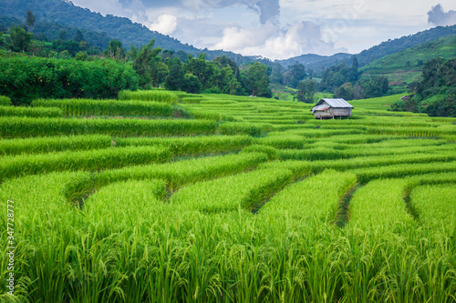 Rice terraces ,Ban Khun Pae , Chiang Mai , Thailand