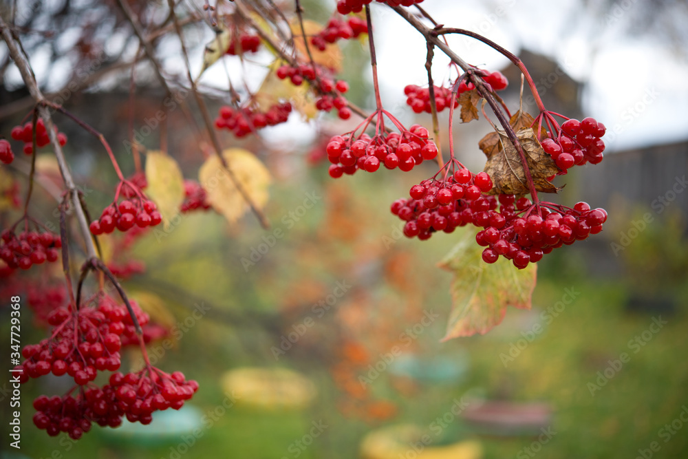 Red ripe bunches of viburnum berries hang on a tree branch, selective focus Red ripe bunches of viburnum berries hang on a tree branch, selective focus