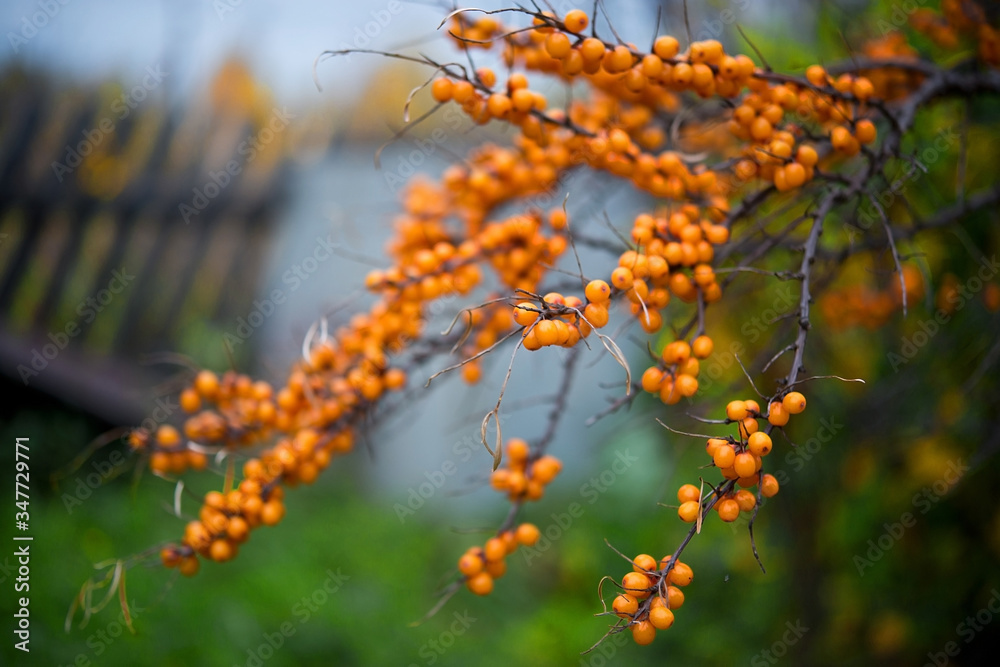 Ripe orange berries of sea-buckthorn berries hang on the branches of a tree, autumn berries, selective focus Ripe orange berries of sea-buckthorn berries hang on the branches of a tree, autumn berries, selective focus