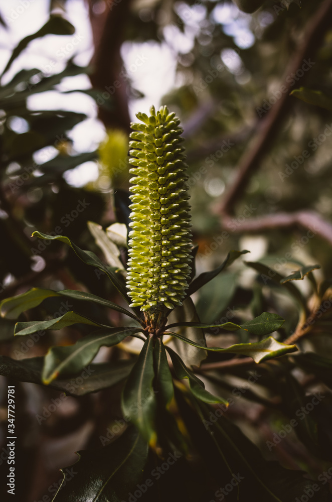 Fototapeta premium Young banksia flower
