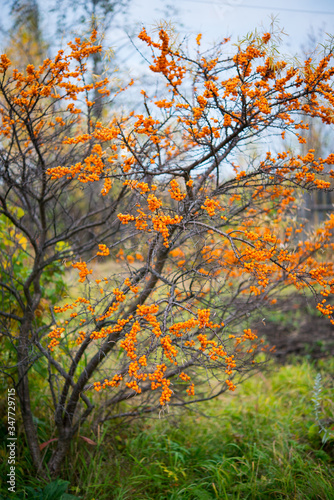 Ripe orange berries of sea-buckthorn berries hang on the branches of a tree  autumn berries  selective focus