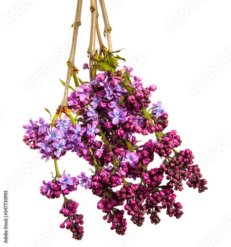 lilac bush branch with blooming inflorescences on a white background