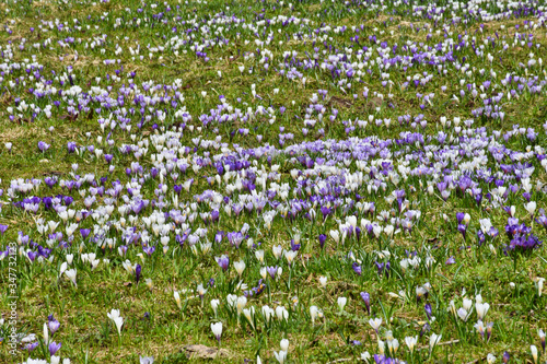 Krokus, Krokusse, Blue, Blumen, Blüte, Blütenmeer, Blumenwiese, Frühling, Frühblüher, Wiese, Almwiese, Felbertauern, Alm, Hochtal, Nationalpark, Hohe Tauern, Matreier Tauernhaus, Blütezeit, Frühjahr,  photo