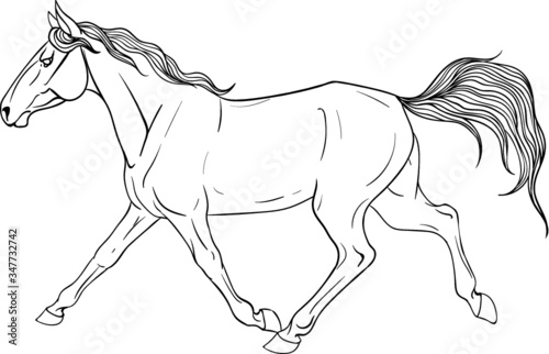 Horse coloring page in full growth