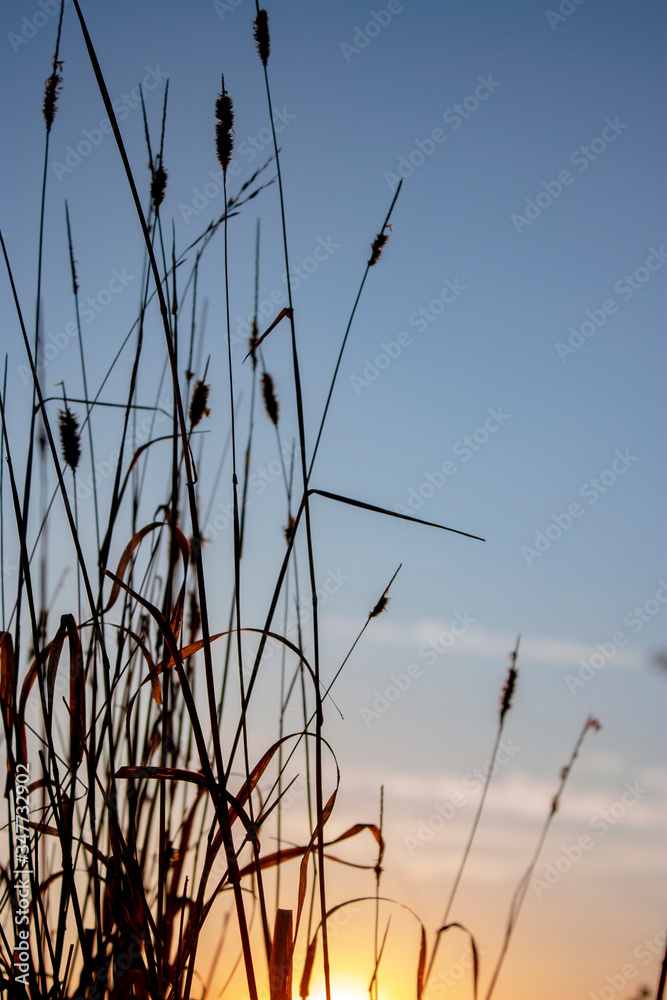  Dry grass in the field at dawn with big shining sun. Silhouette of plants against the background of dawn in summer