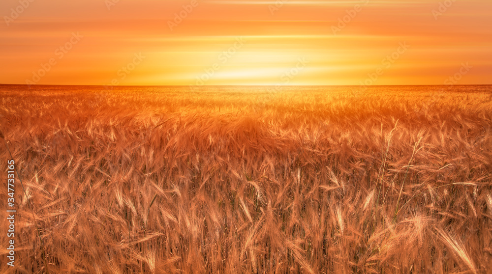 Beautiful landscape of sunset over  wheat field at summer -  Golden wheat in the field at sunset light.  