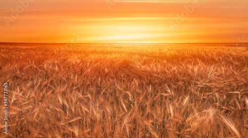 Beautiful landscape of sunset over wheat field at summer - Golden wheat in the field at sunset light. 