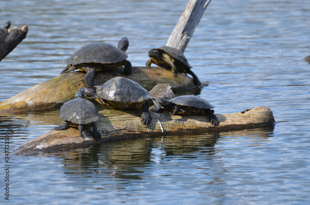 Fototapeta premium Tortoise